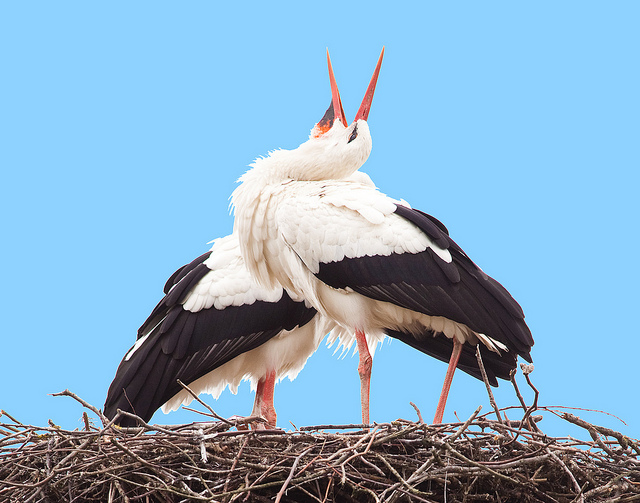 Foto: Erwin Bolwidt