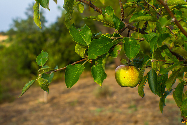 Foto: creative commons