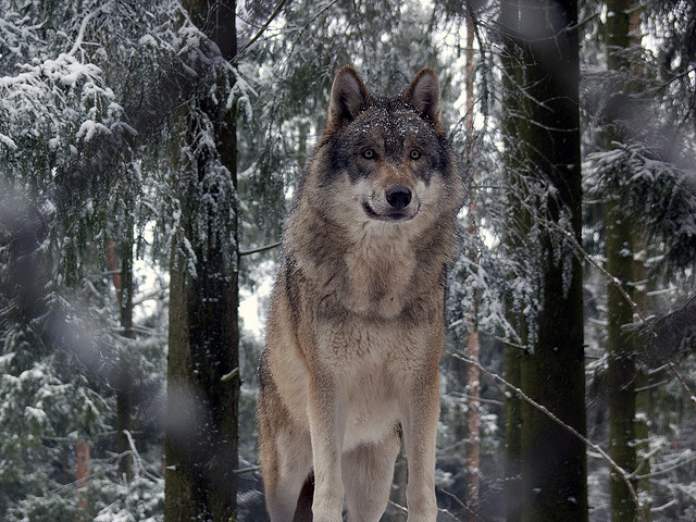 Een grijze wolf in Duitsland. Foto: Gunnar Ries, creative commons