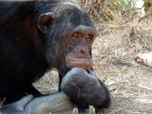 chimpansee1
