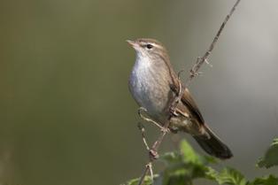 Cetti's zanger, een soort die het in Nederland goed doet als gevolg van de zachtere winters. Foto: Harvey van Diek