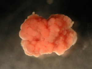 Ook het gewone rioolsysteem gaan we waarschijnlijk schoonmaken met de anammoxbacterie. Foto: TU Delft