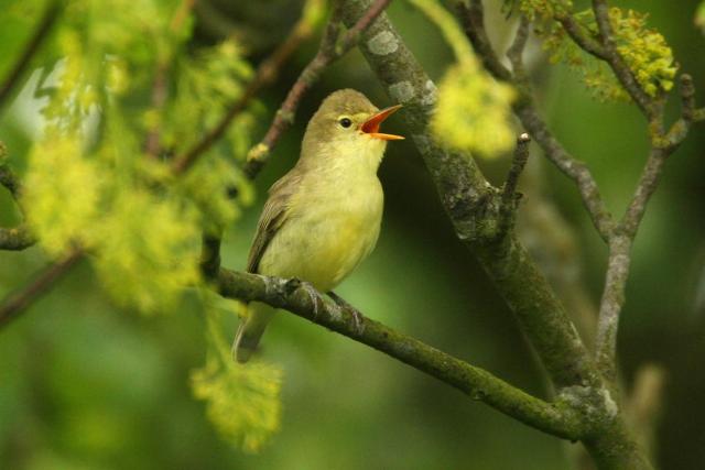 De spotvogel, een soort die het in Nederland de laatste decennia minder goed doet. Foto: Harvey van Diek