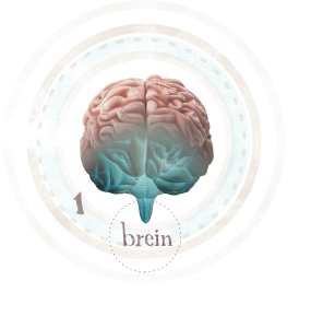 brein