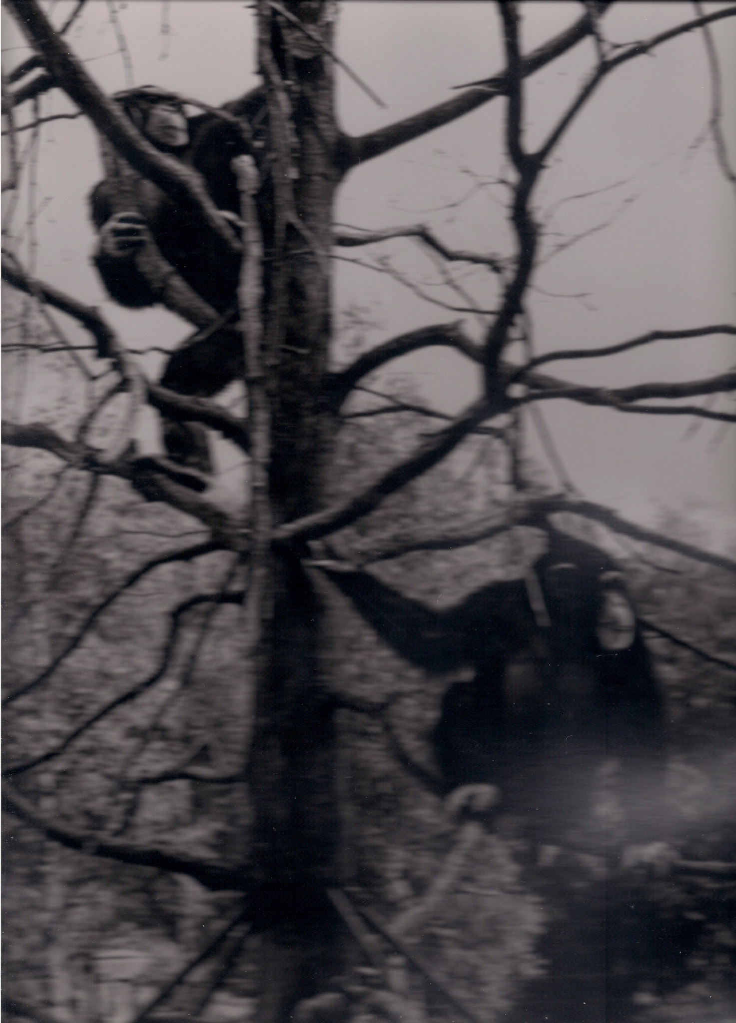 Koos en Mozem in 'hun' boom bij het Spinoza.